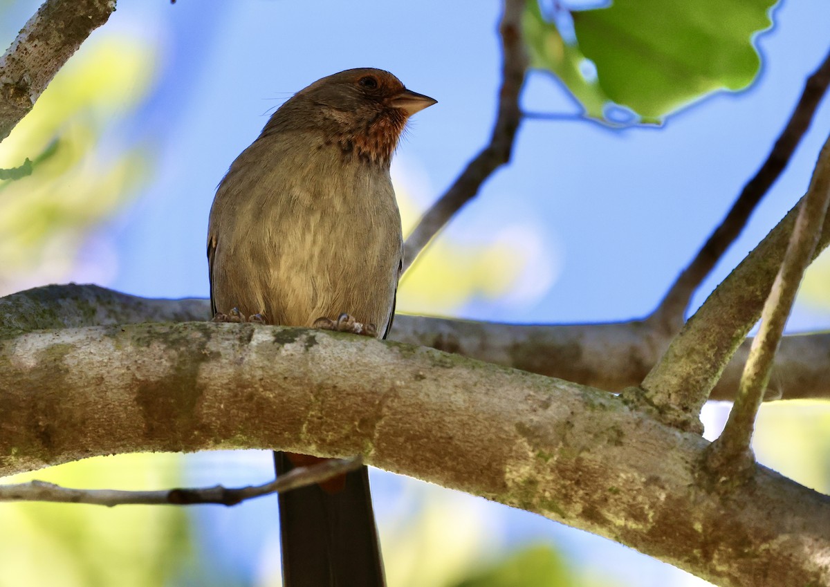 California Towhee - ML646421907