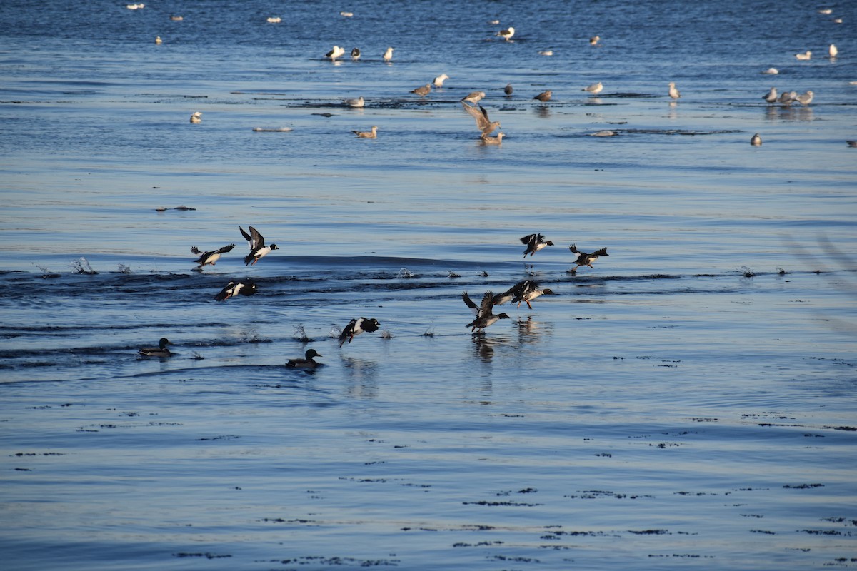Common Goldeneye - ML646421908
