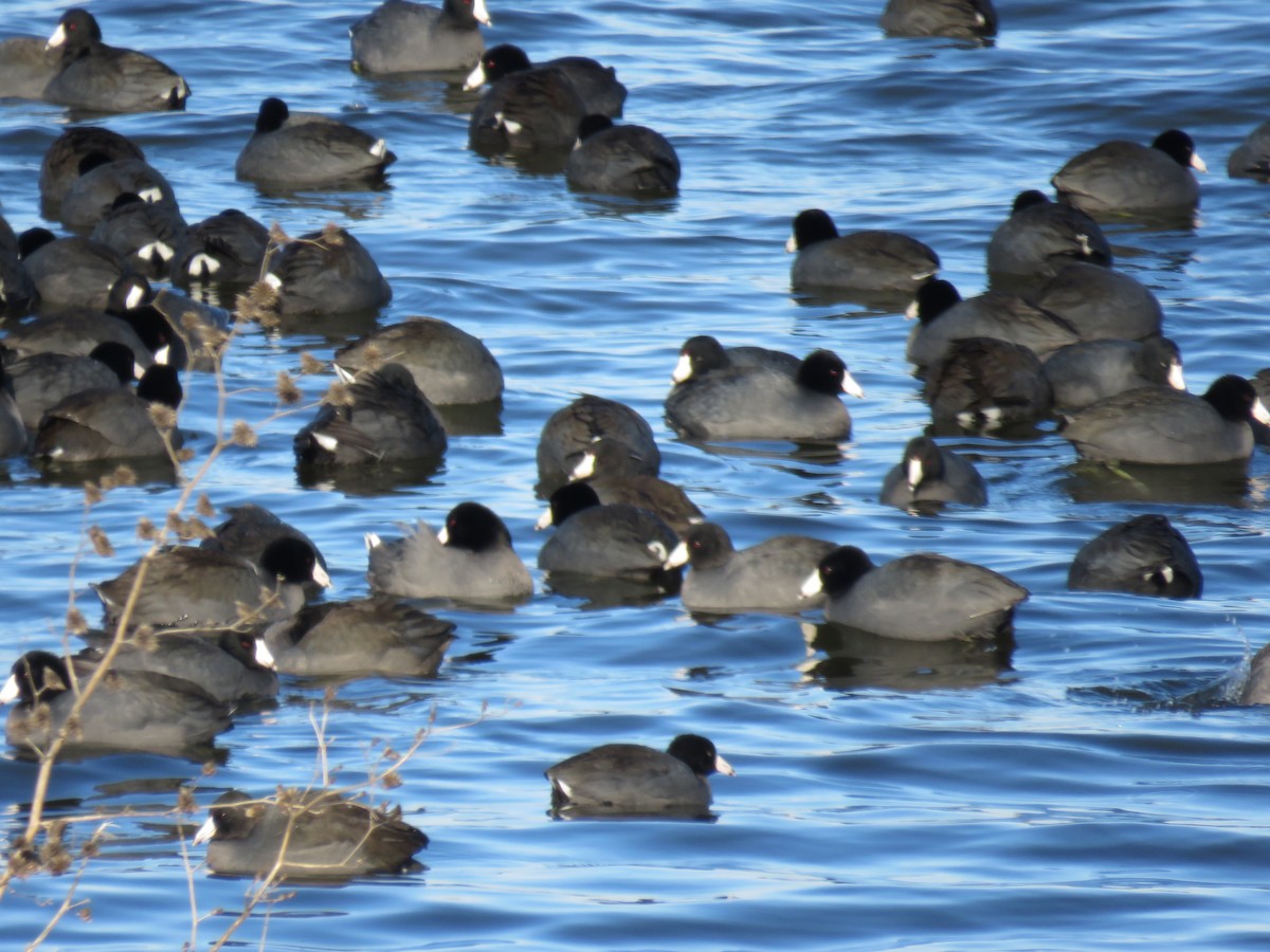 American Coot - ML646421909