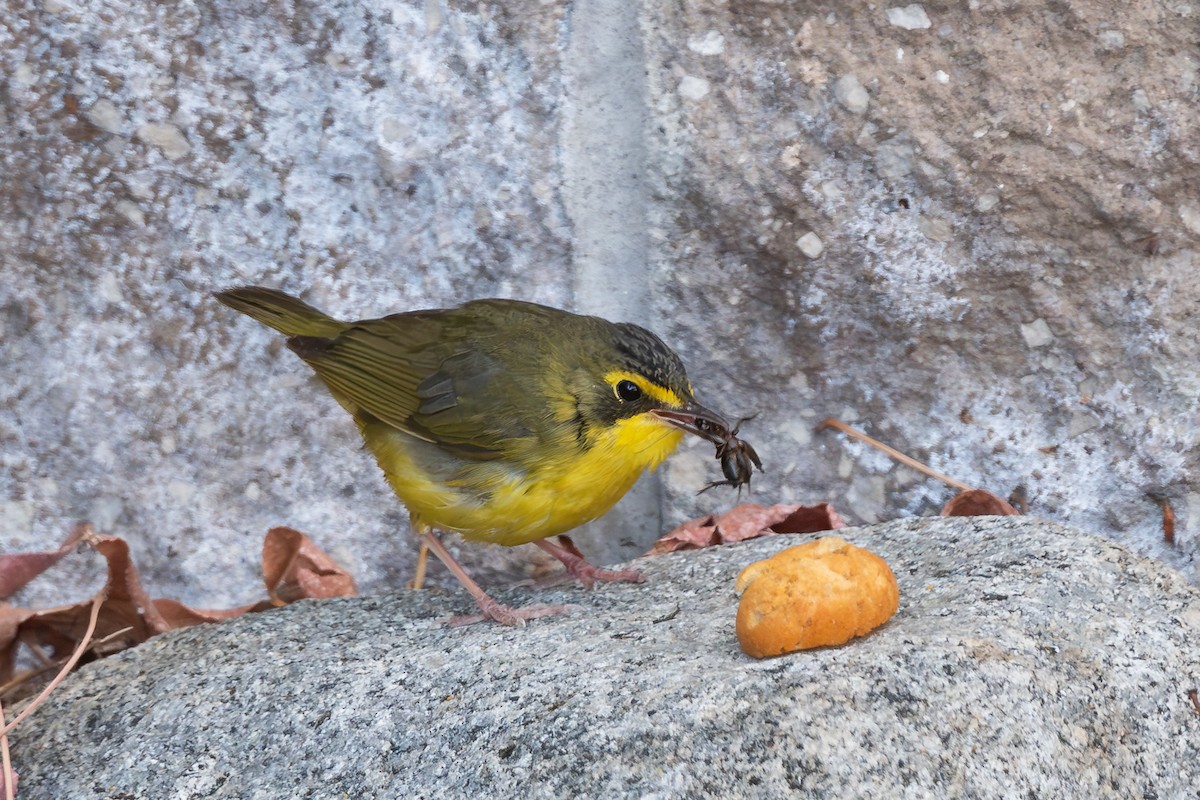 Kentucky Warbler - ML646421910