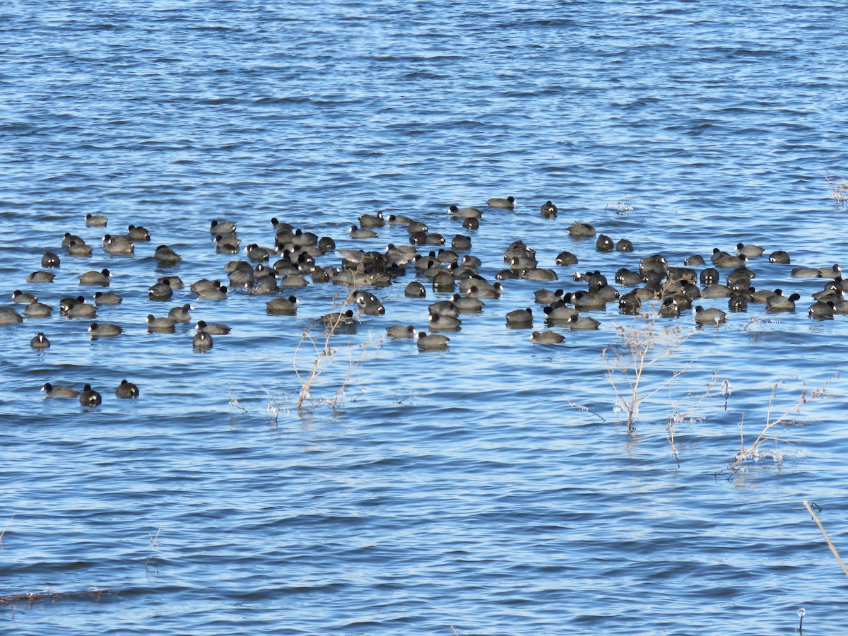 American Coot - ML646421913