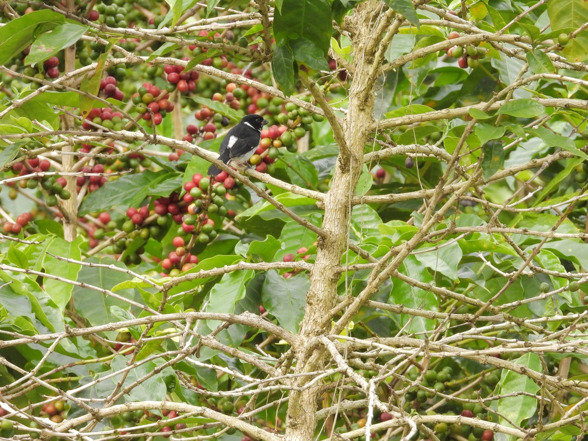 Variable Seedeater - ML646421915