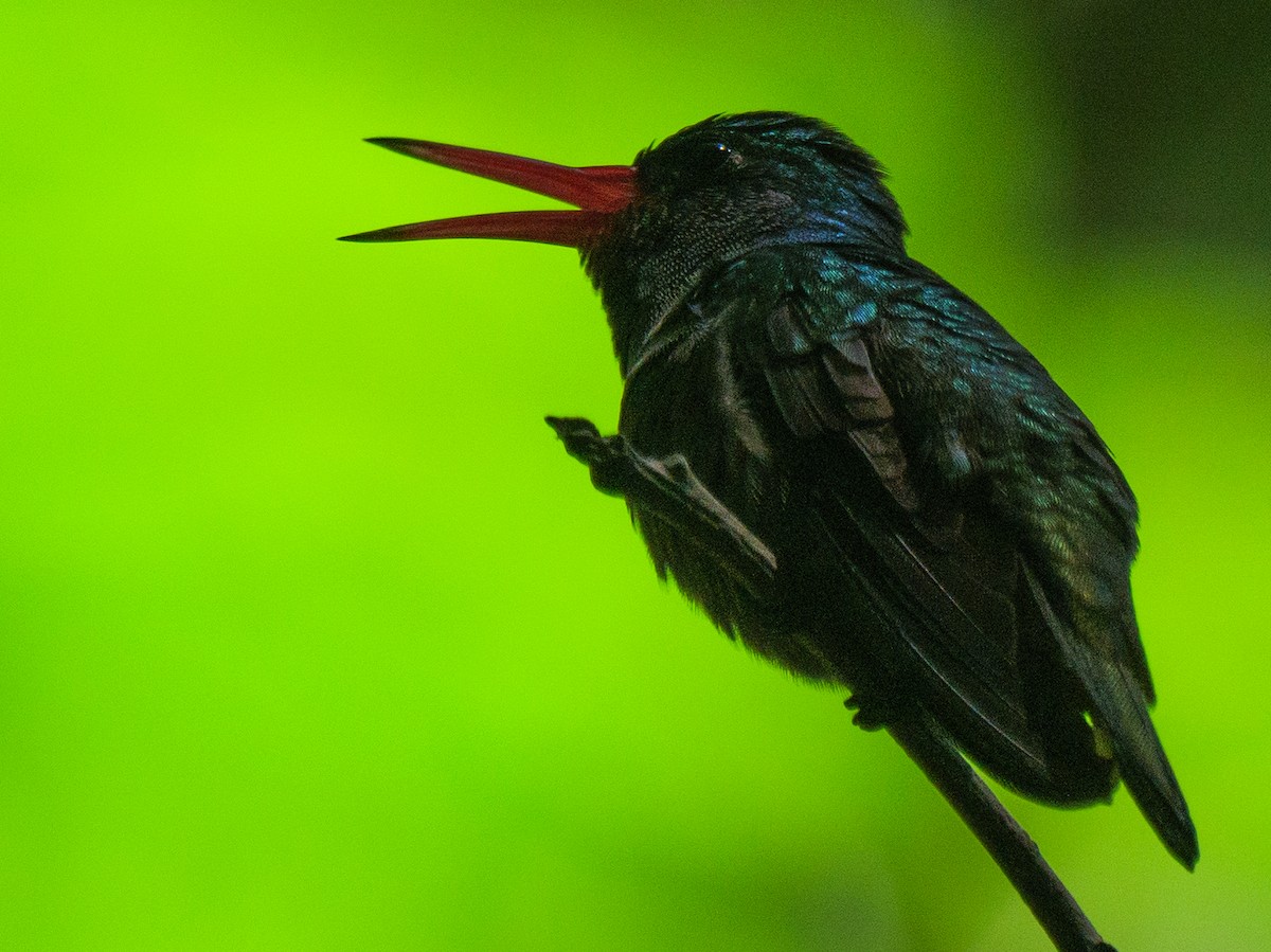 Blue-throated Goldentail - ML646421918