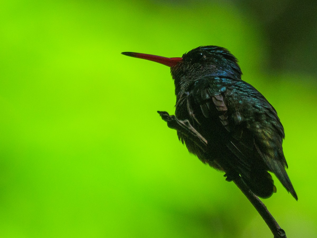 Blue-throated Goldentail - ML646421919