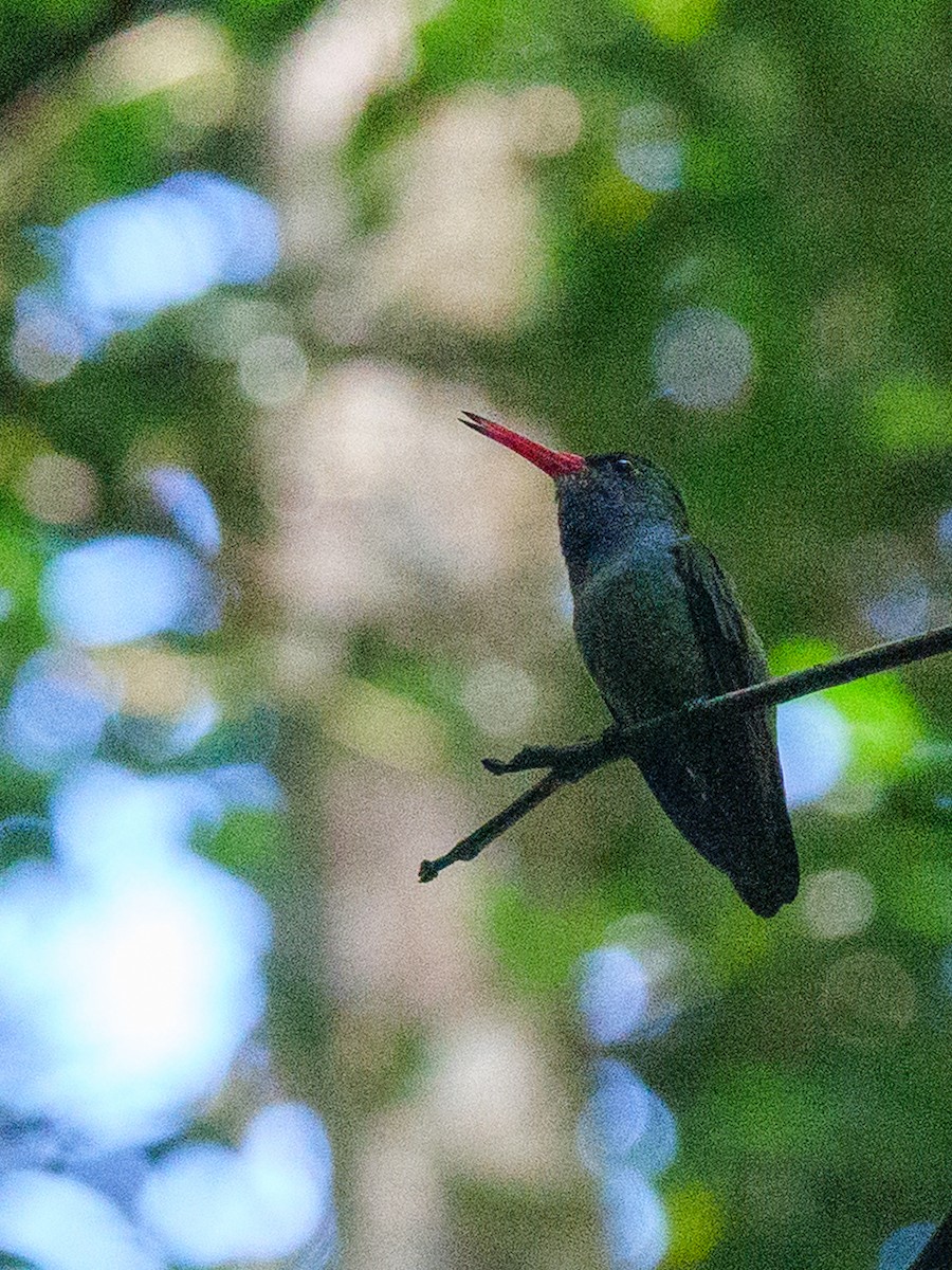 Blue-throated Goldentail - ML646421920