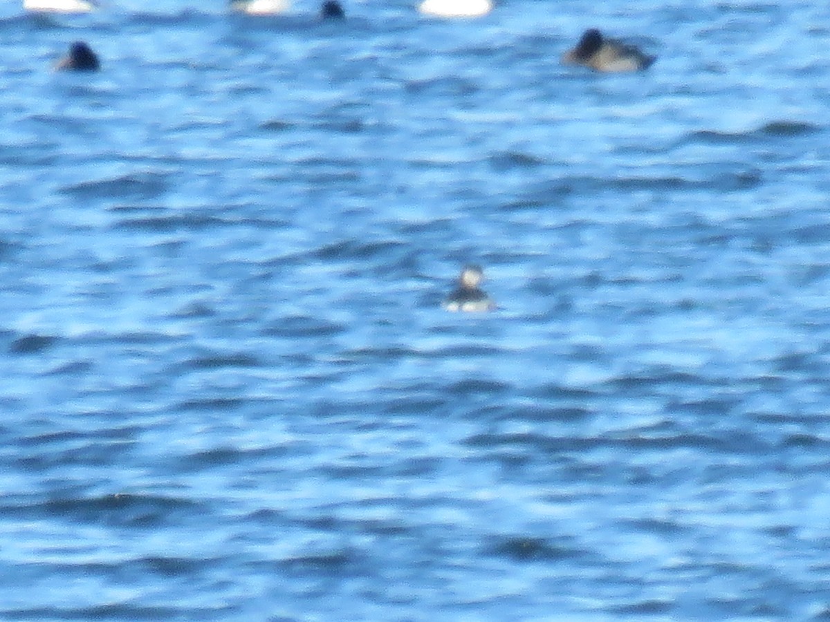 Horned Grebe - ML646421921