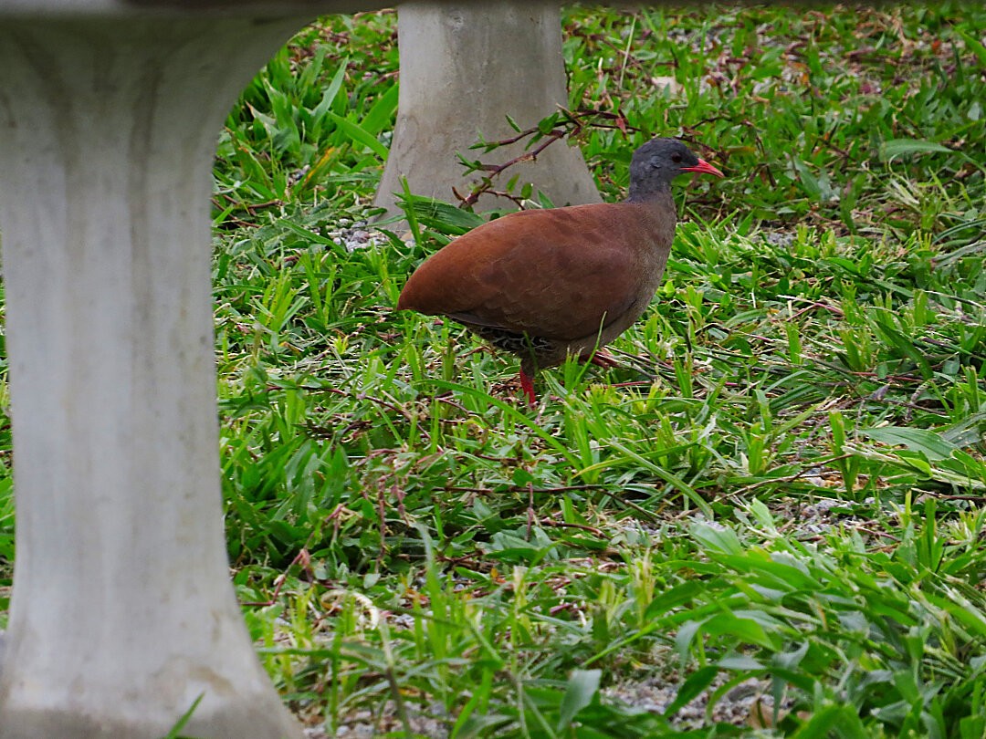 Small-billed Tinamou - ML646421923