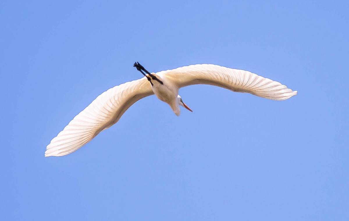 Garceta Grande - ML646421925