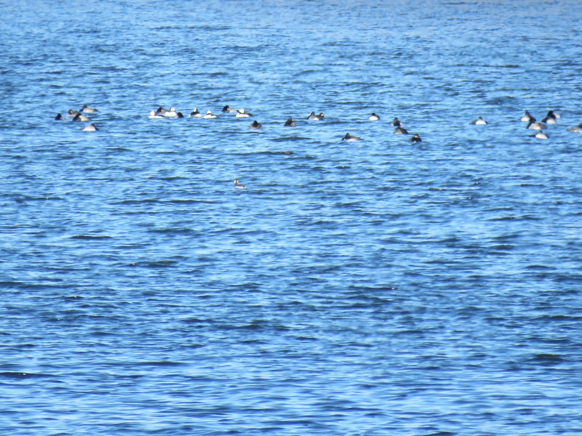 Horned Grebe - ML646421926