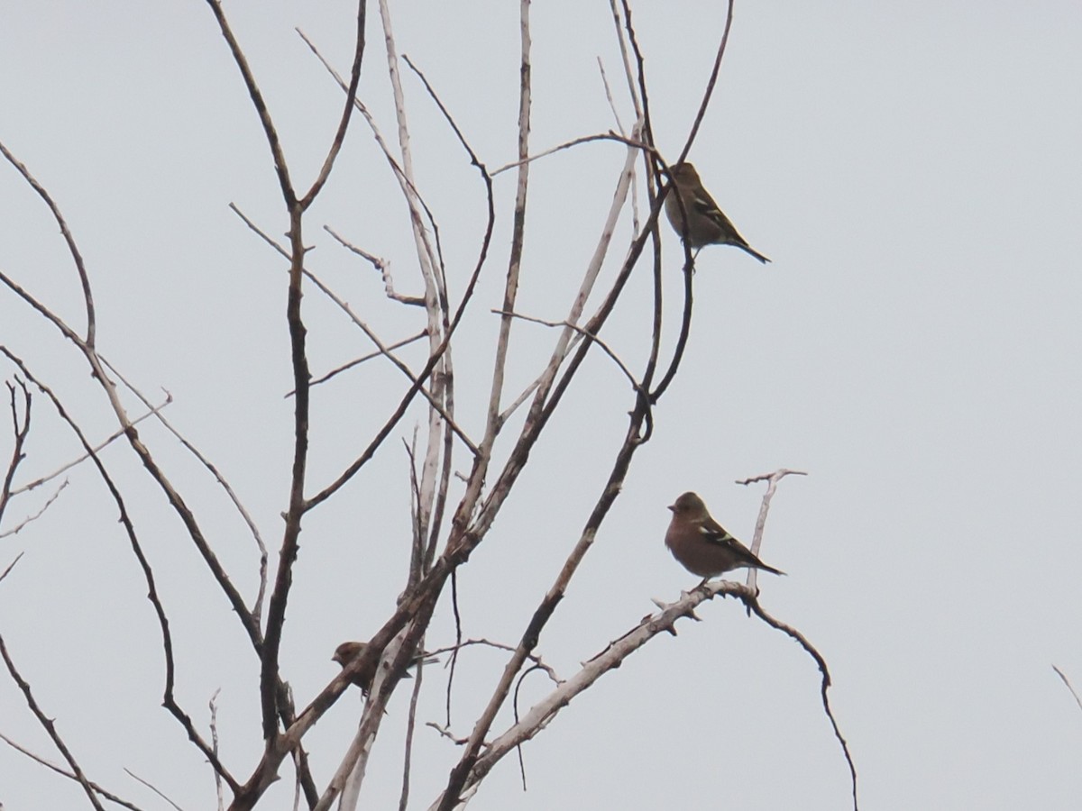 ズアオアトリ - ML646421927