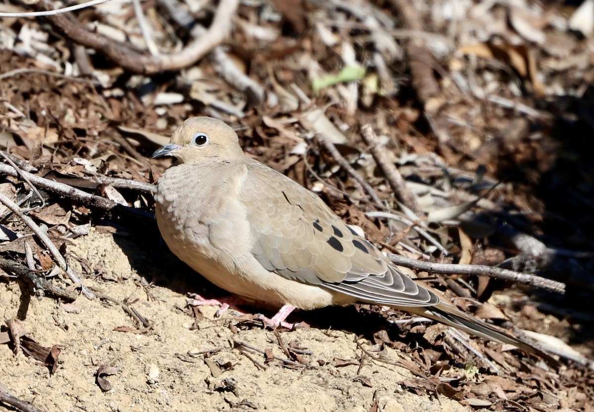 Mourning Dove - ML646421929