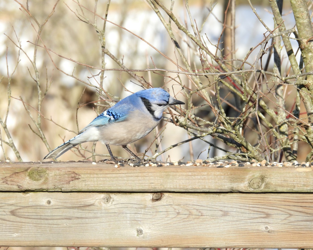 Blue Jay - ML646421931