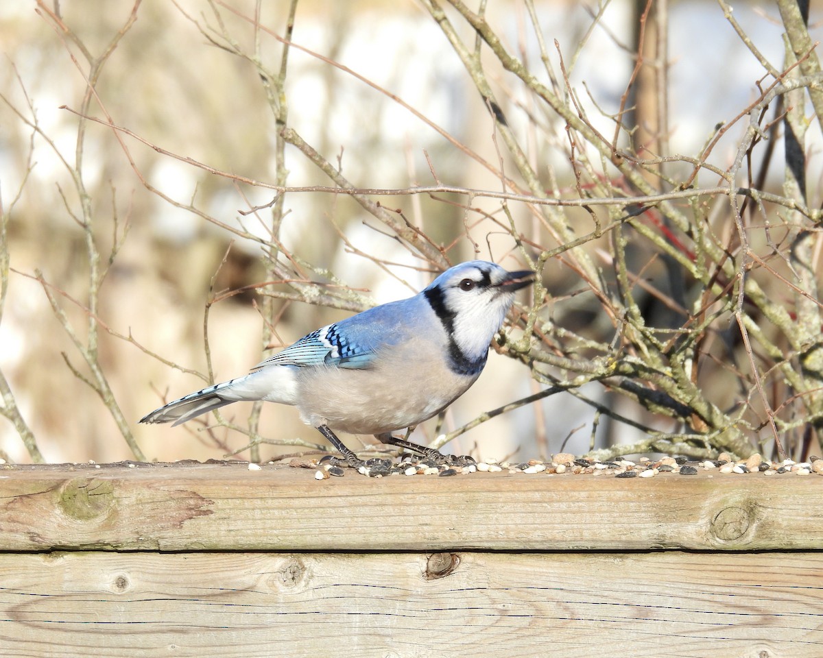 Blue Jay - ML646421932