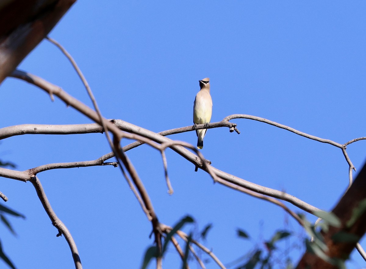 Cedar Waxwing - ML646421933