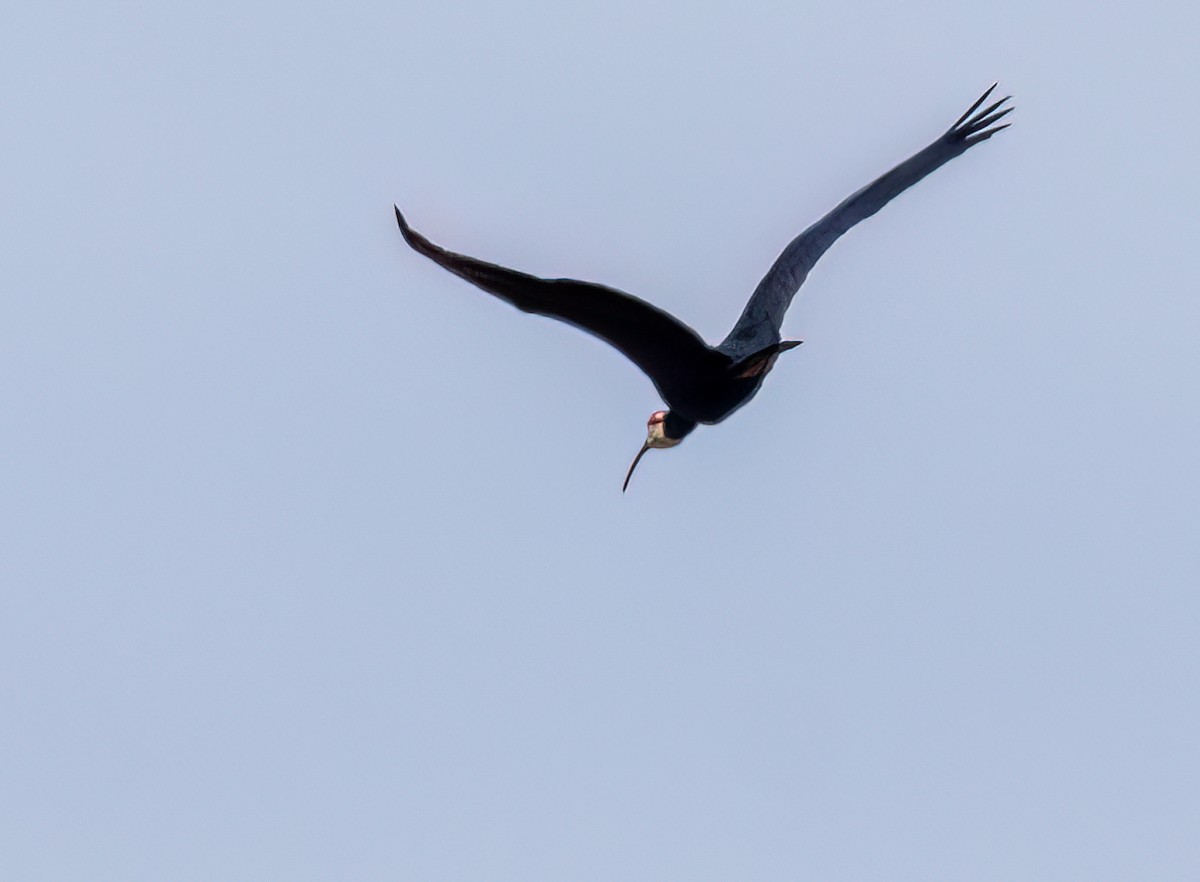 Southern Bald Ibis - ML646421934