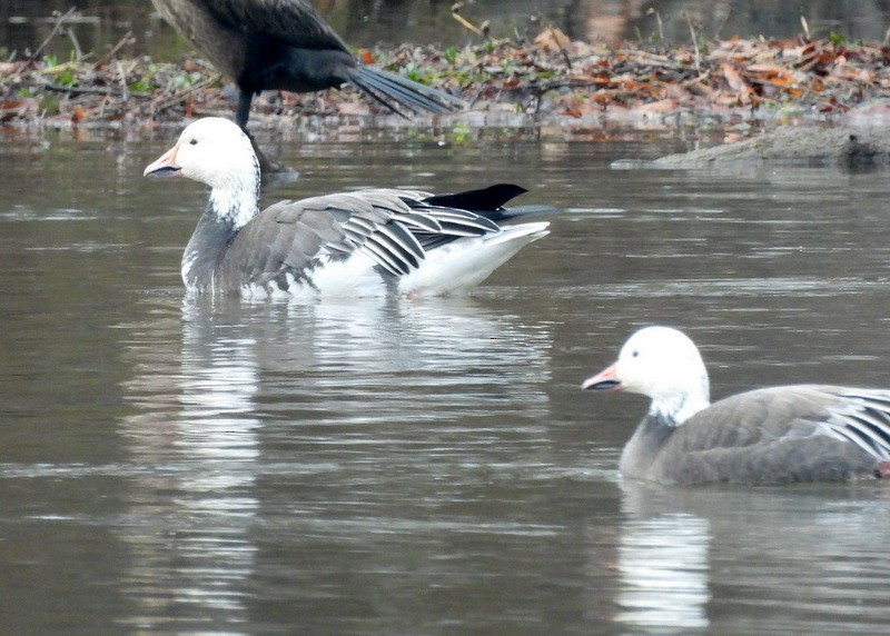 Snow Goose - ML646421937