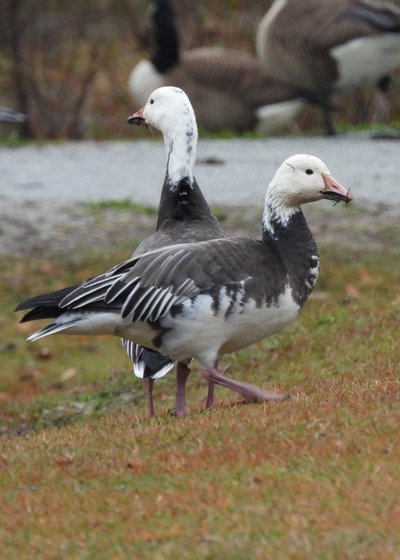 Snow Goose - ML646421938