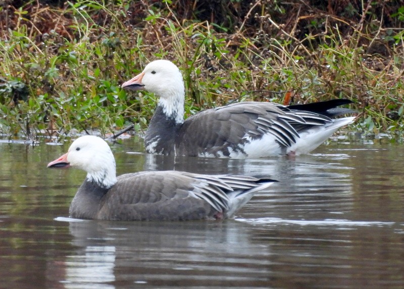 Snow Goose - ML646421939