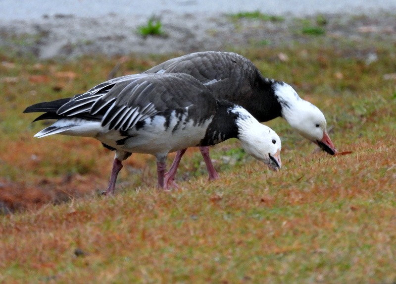 Snow Goose - ML646421940