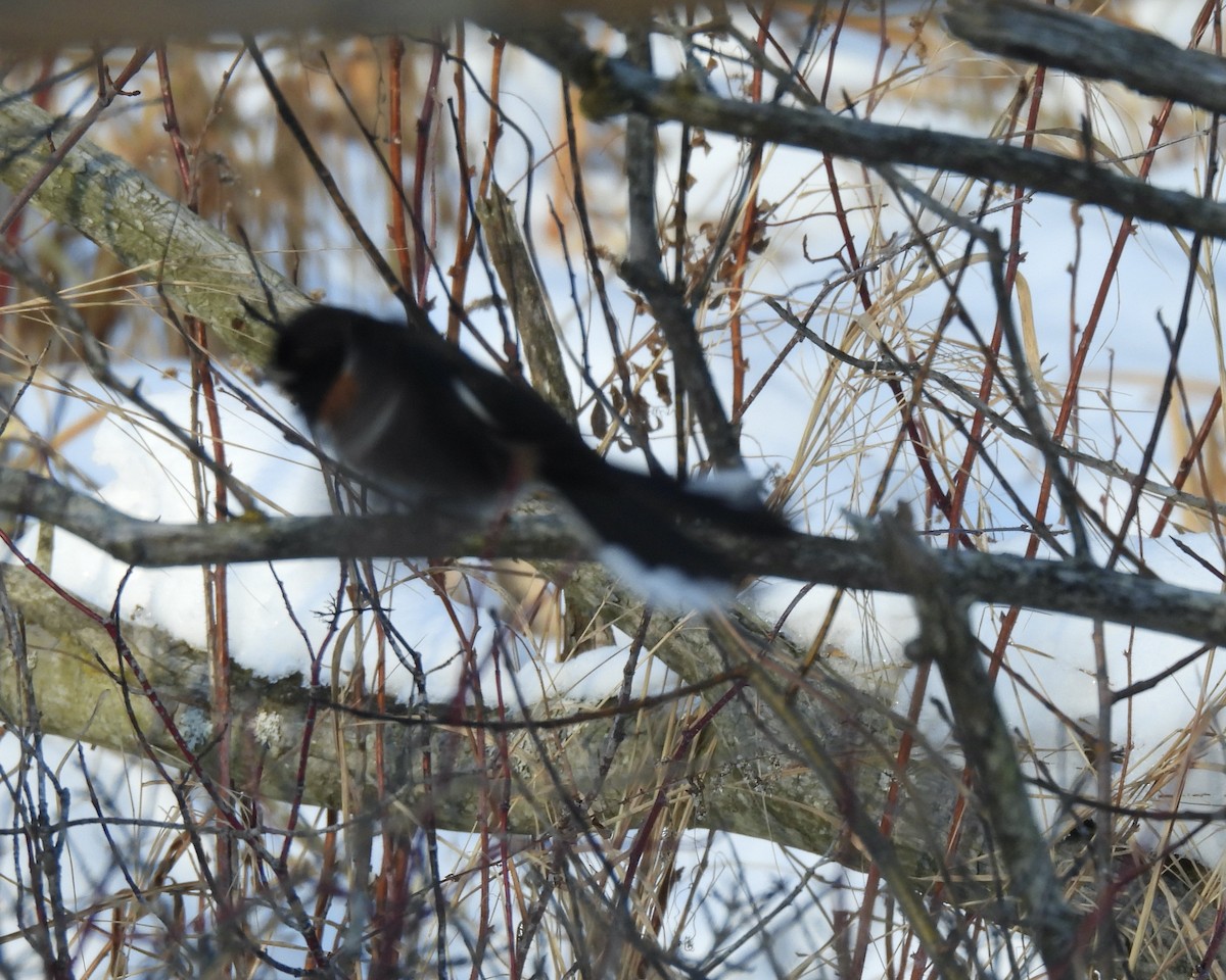Eastern Towhee - ML646421941