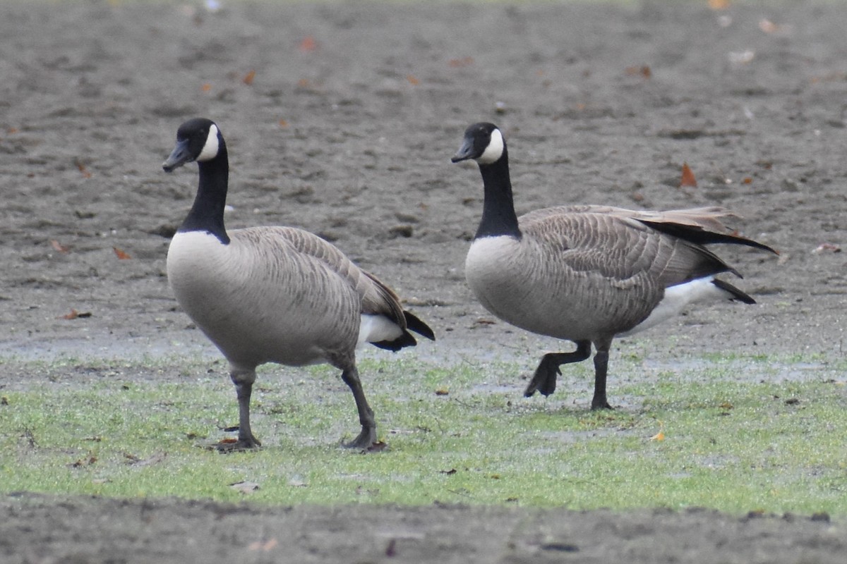 Canada Goose - ML646421942