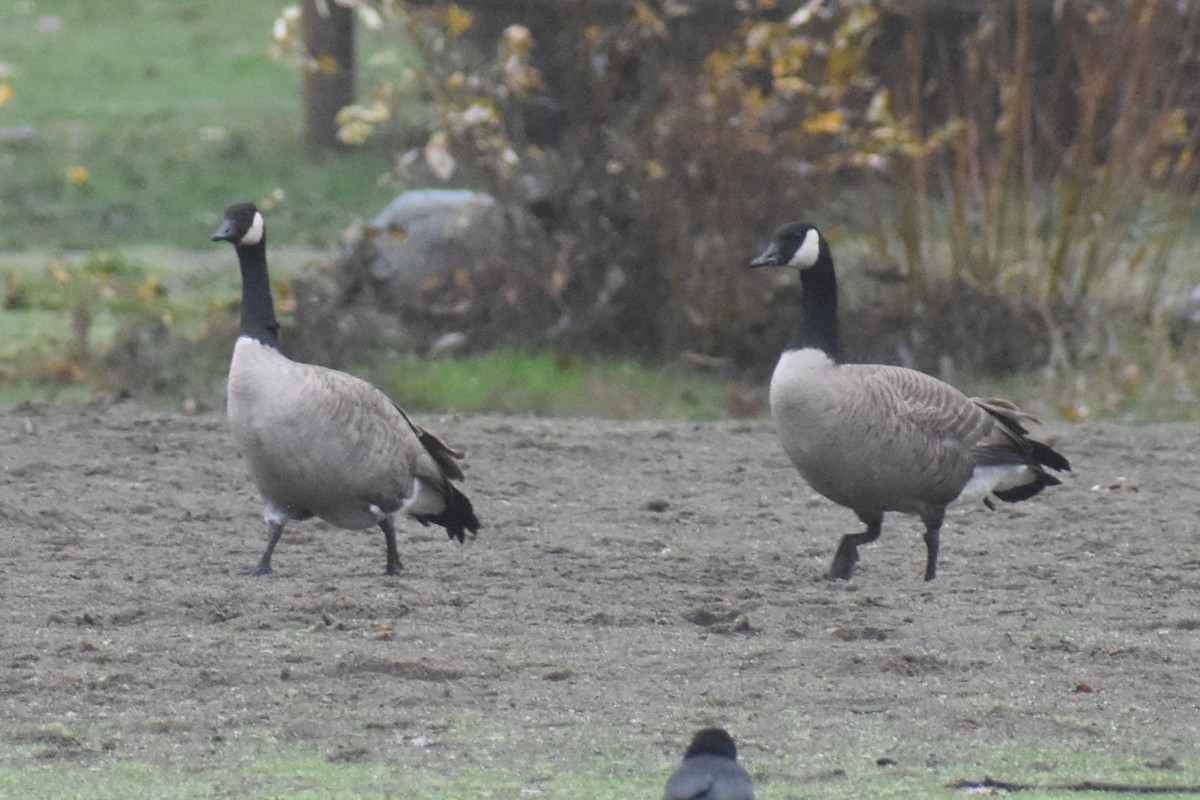 Canada Goose - ML646421943