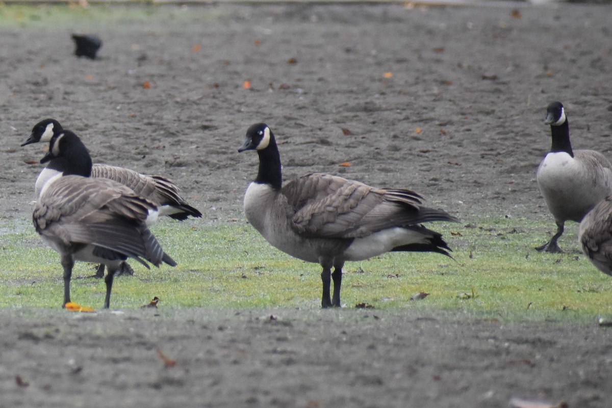 Canada Goose - ML646421944