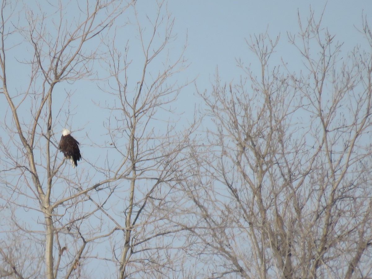 Bald Eagle - ML646421945