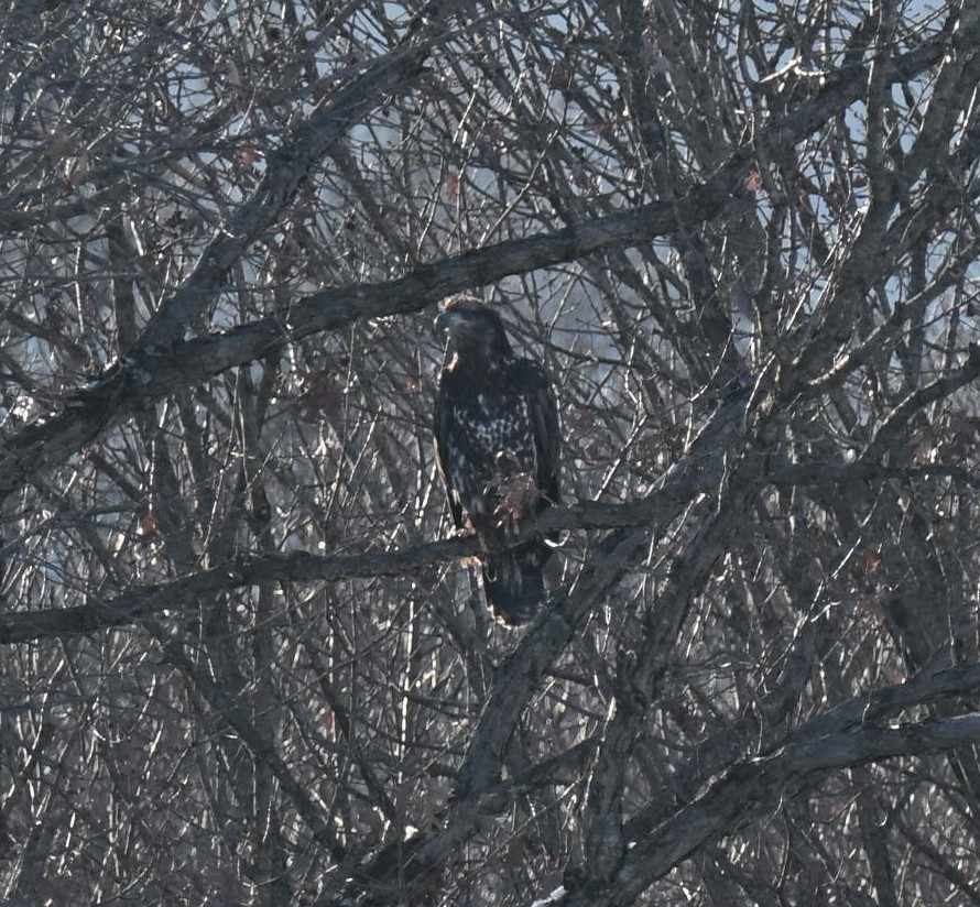 Bald Eagle - ML646421946