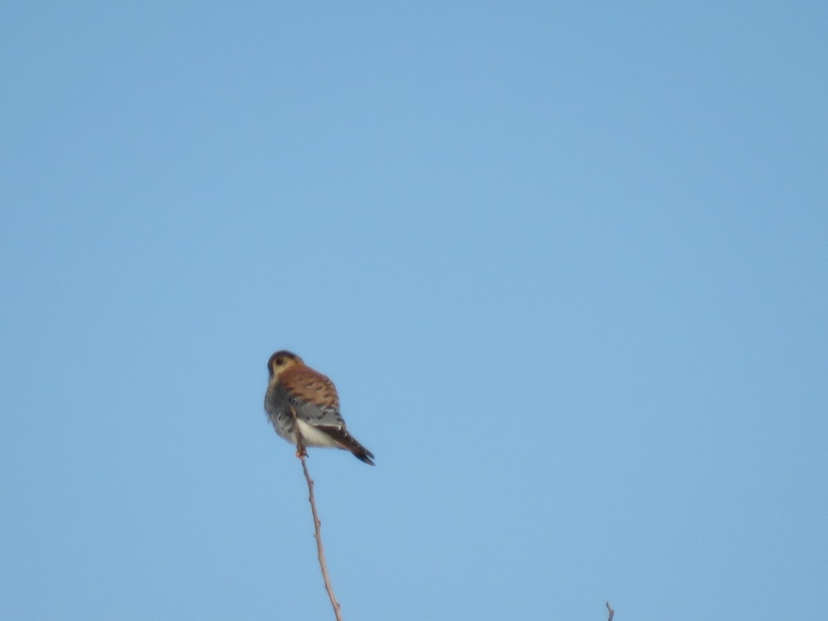 American Kestrel - ML646421949