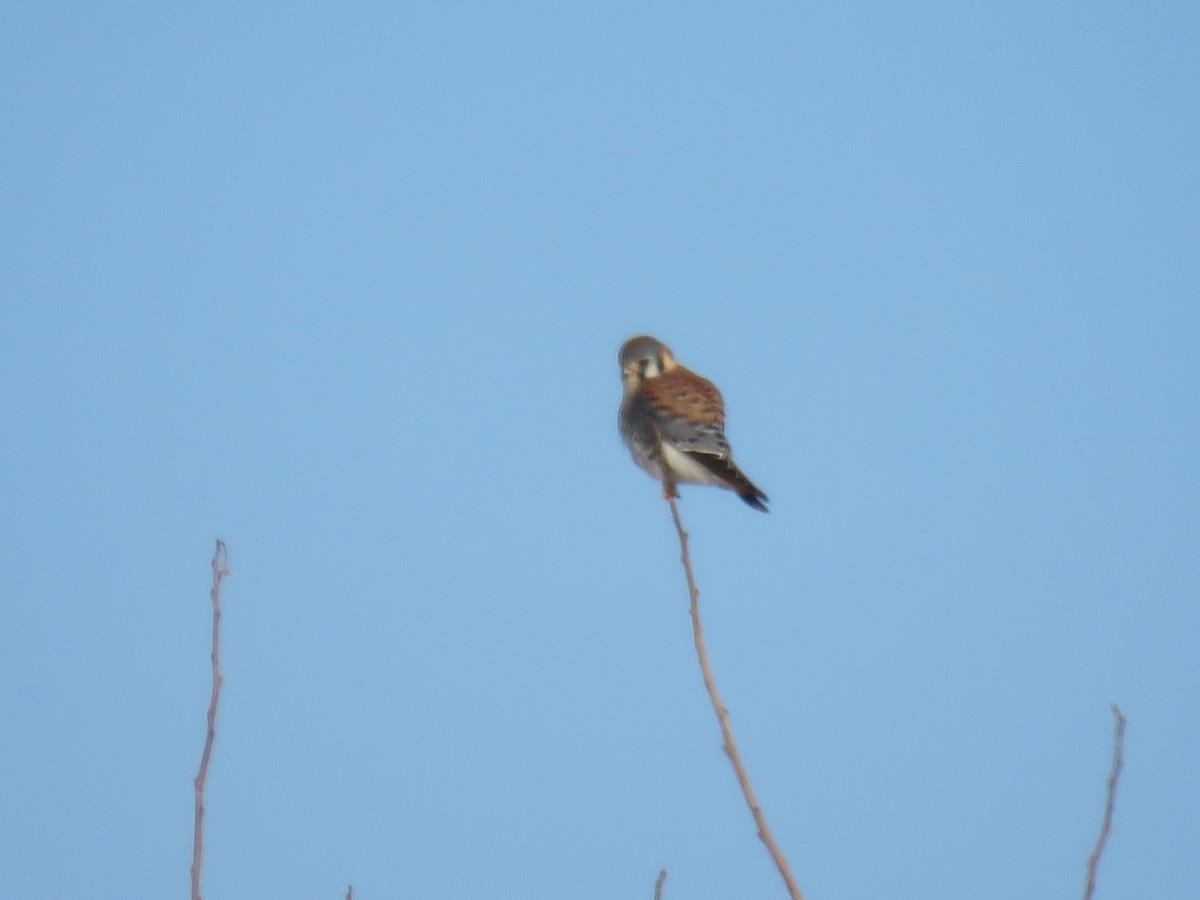 American Kestrel - ML646421950