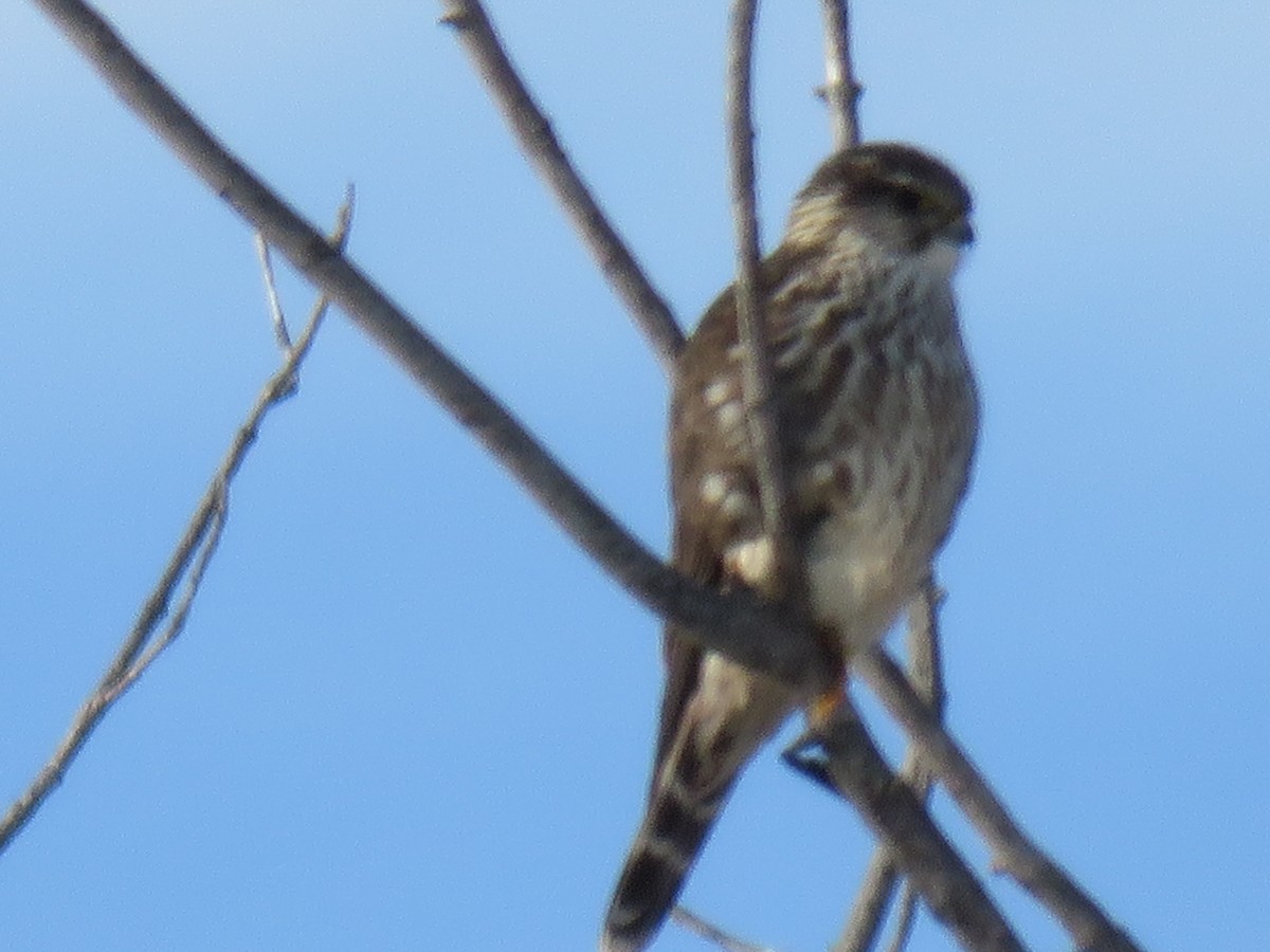 Merlin - ML646421952