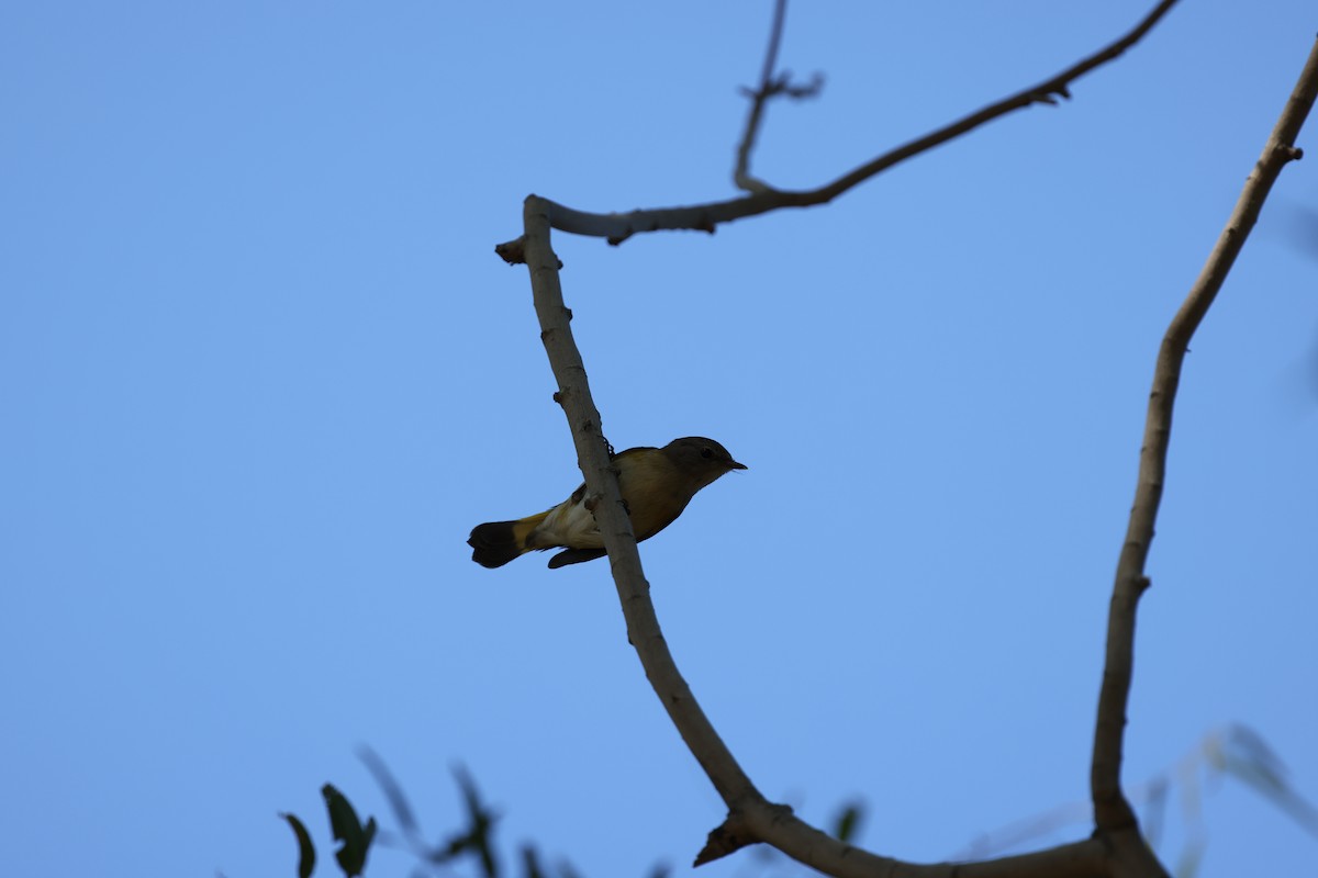 American Redstart - ML646421953