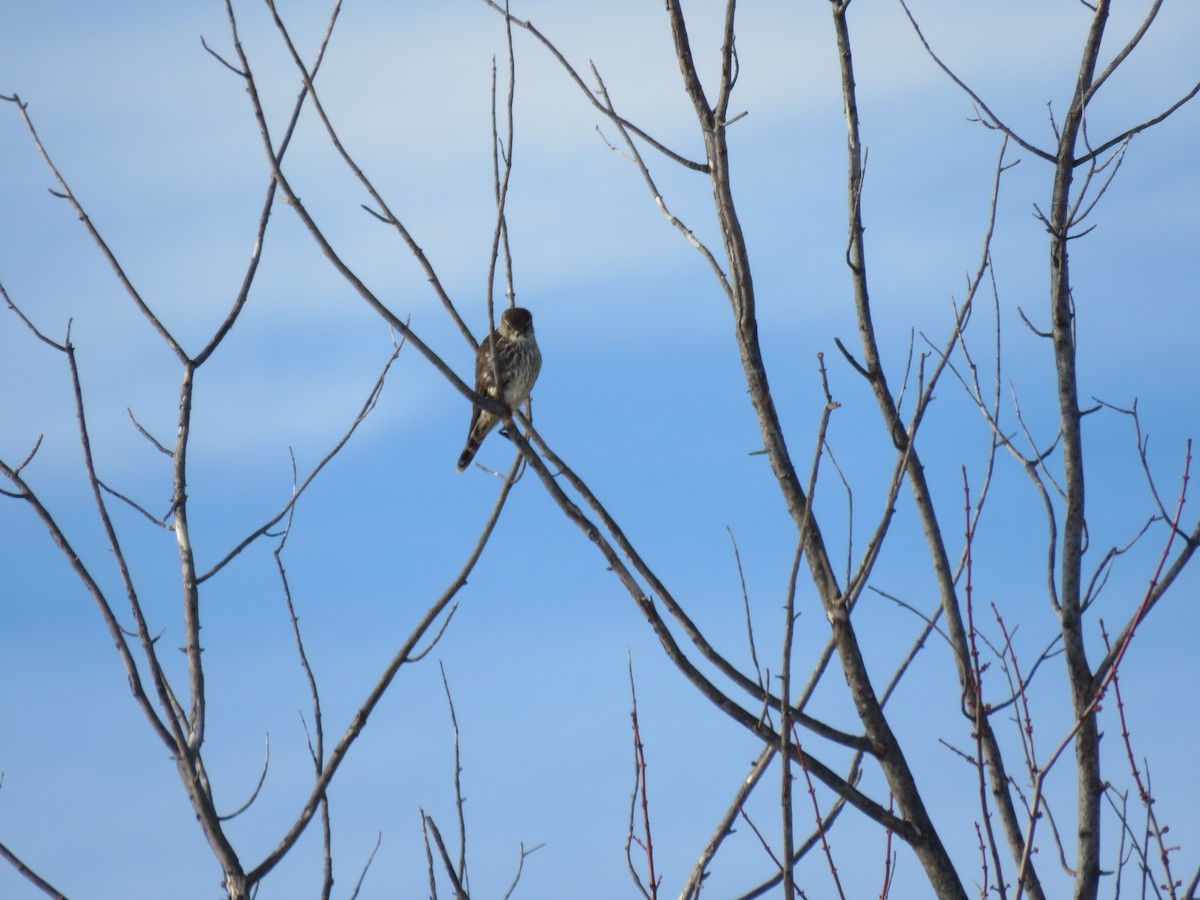 Merlin - ML646421954