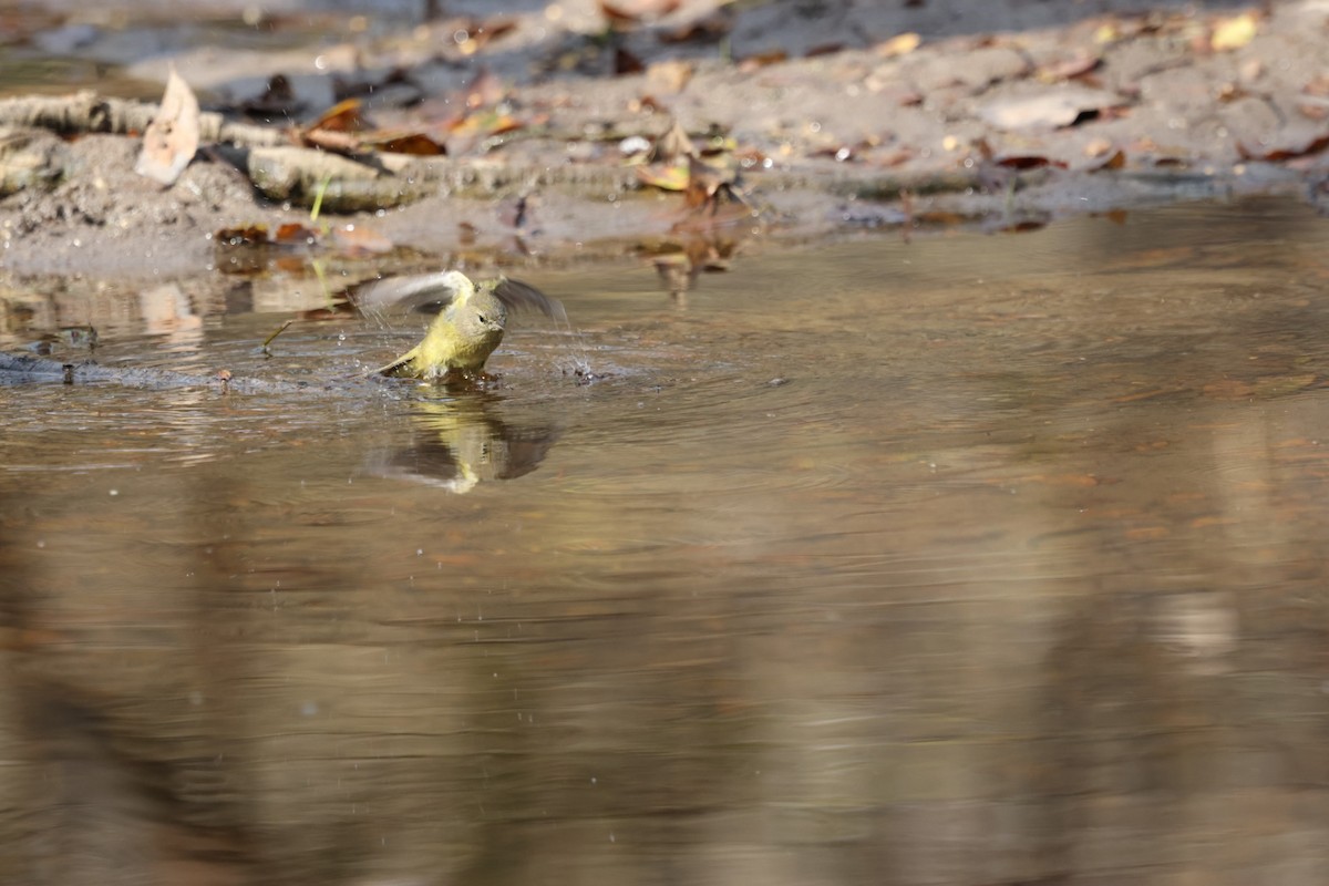 Orange-crowned Warbler - ML646421960