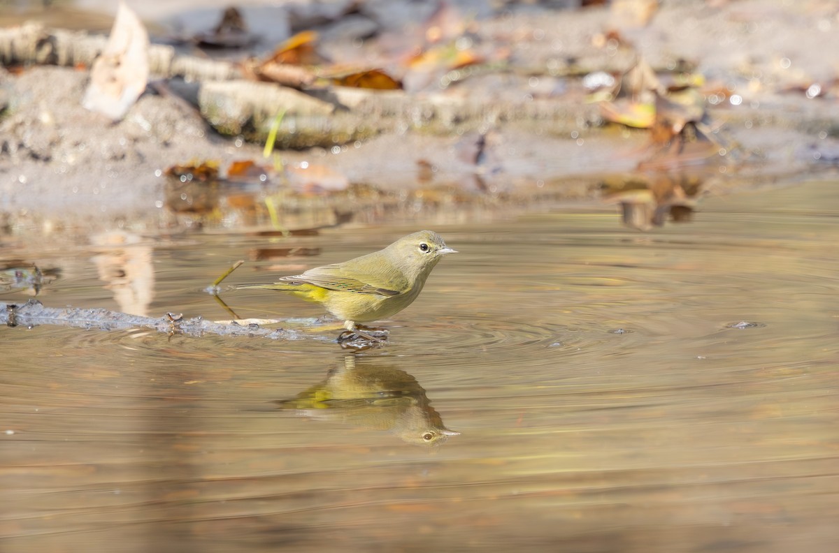 Orange-crowned Warbler - ML646421961