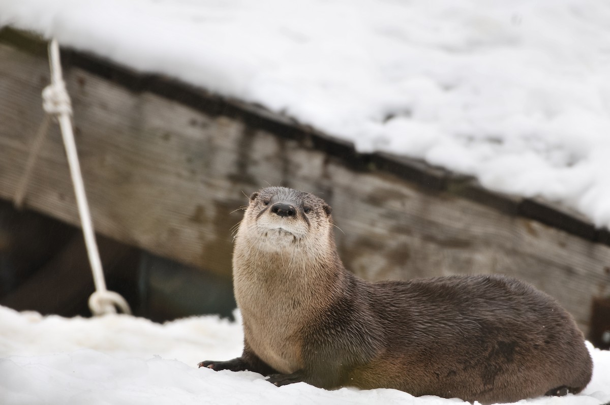 North American River Otter - ML646421966