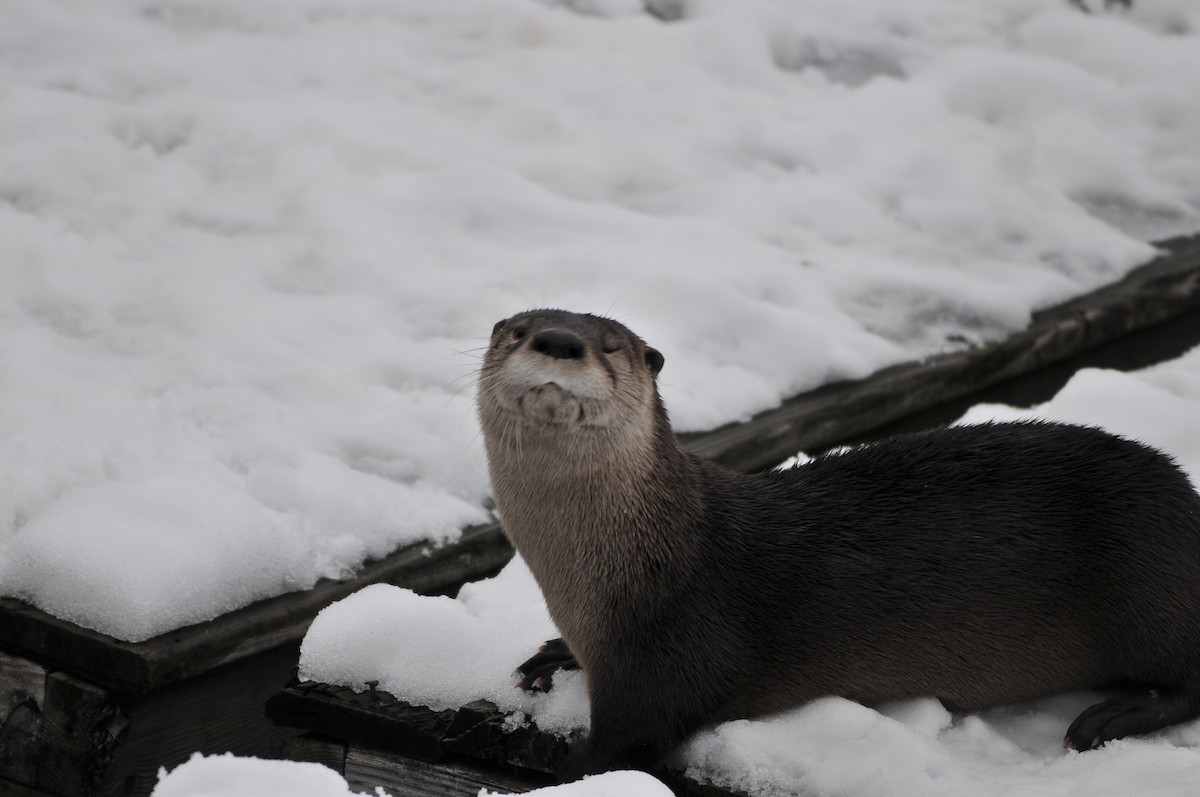 North American River Otter - ML646421967