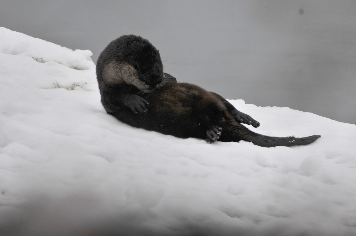 North American River Otter - ML646421968