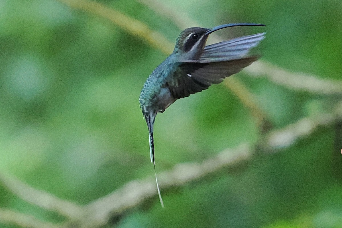 Green Hermit - ML646421972