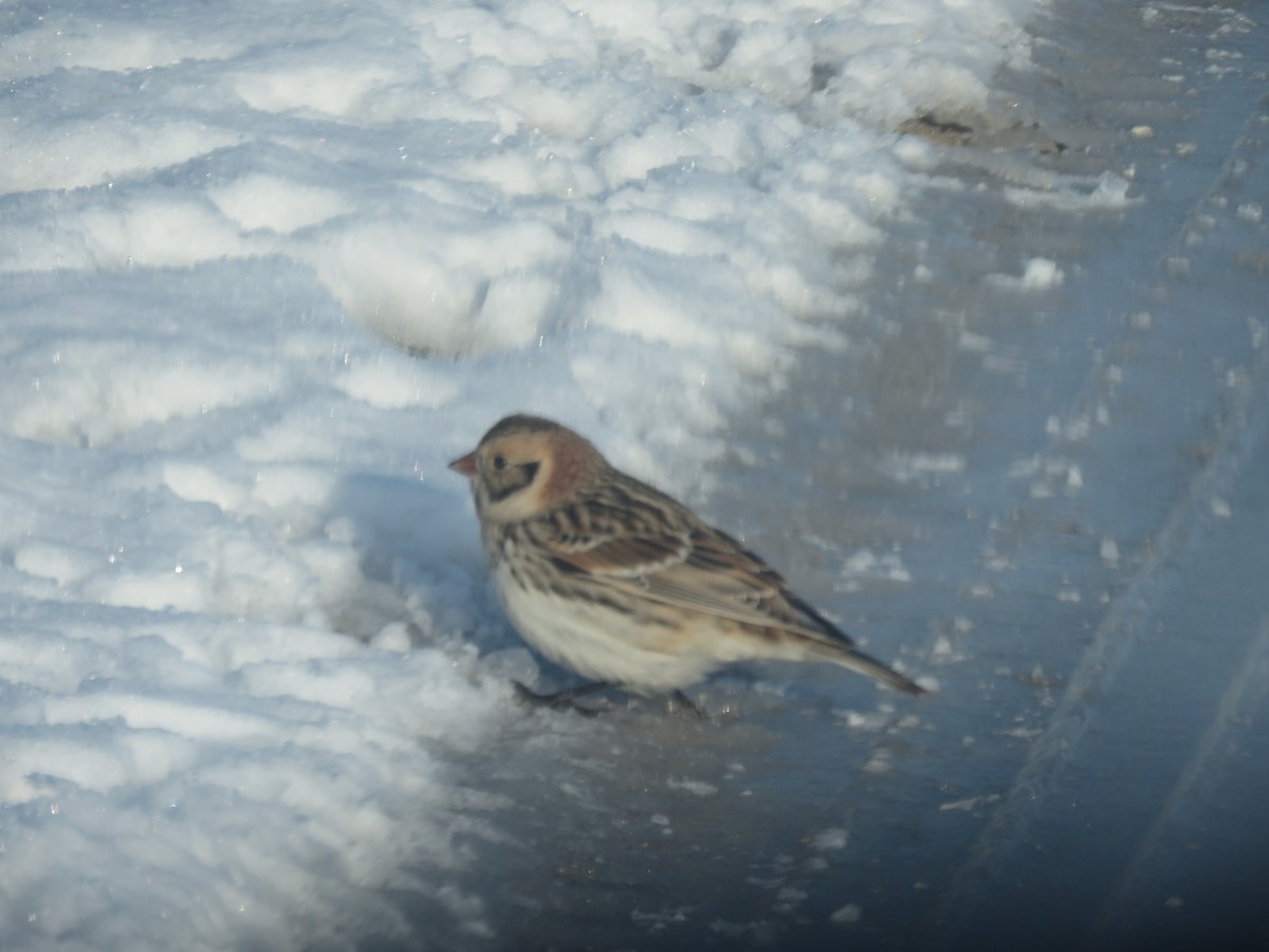 lappspurv - ML646421973