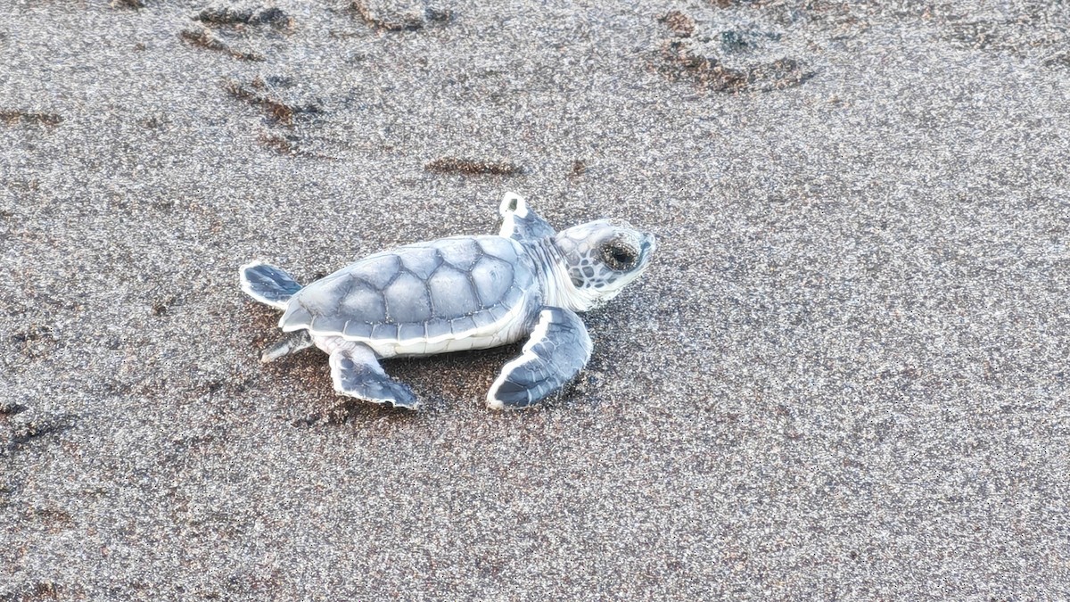 欖蠵龜 - ML646421977