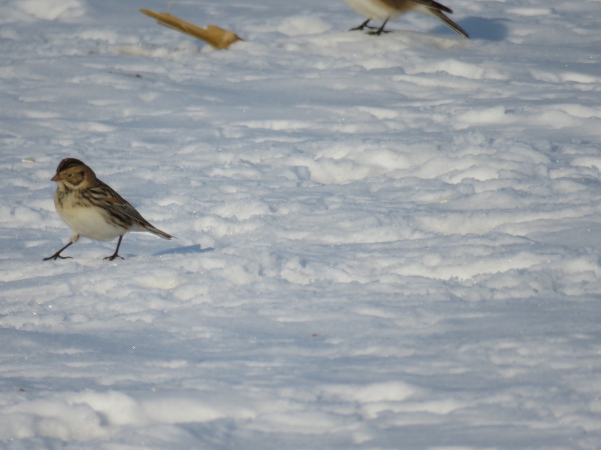 lappspurv - ML646421978