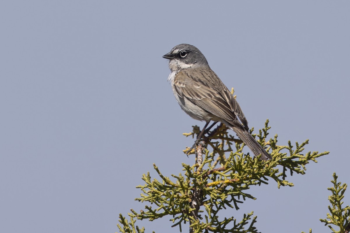 Sagebrush Sparrow - ML646421979