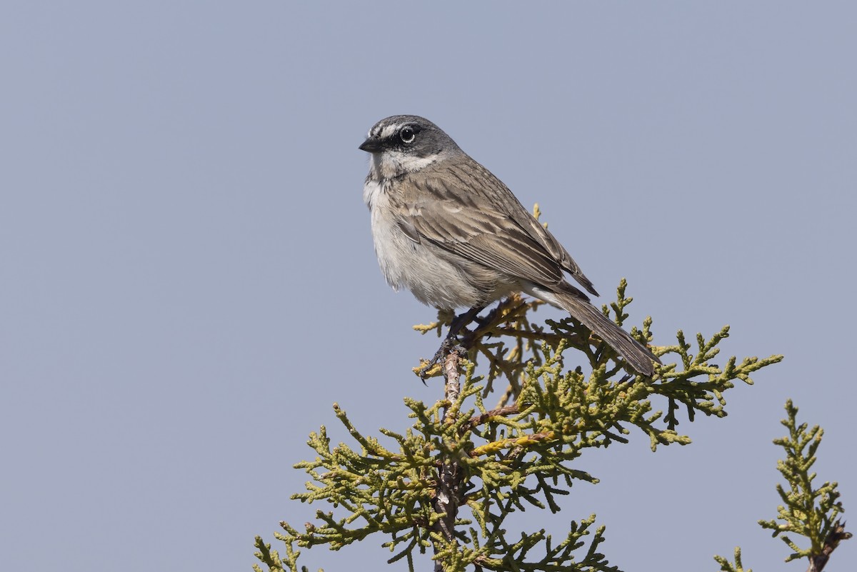 Sagebrush Sparrow - ML646421980