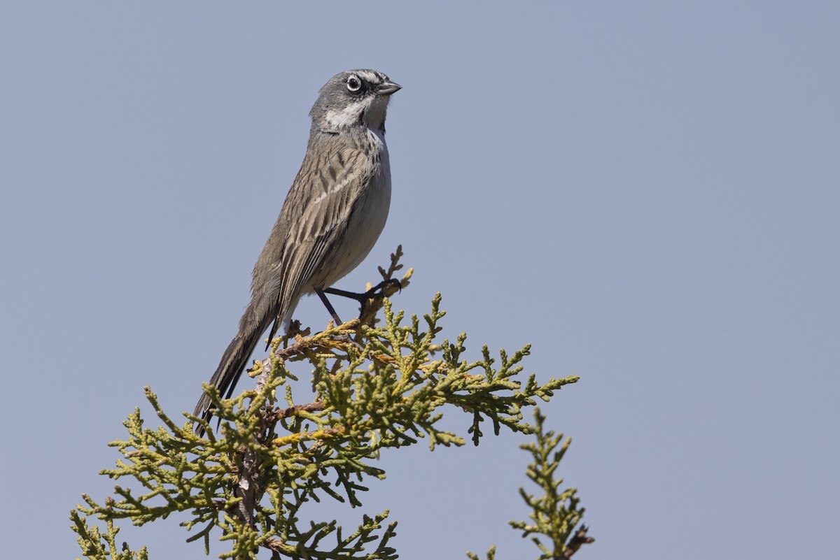 Sagebrush Sparrow - ML646421982