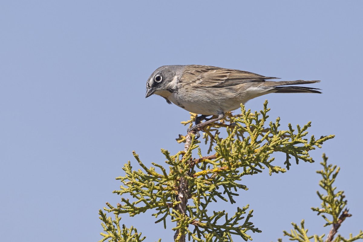 Sagebrush Sparrow - ML646421983