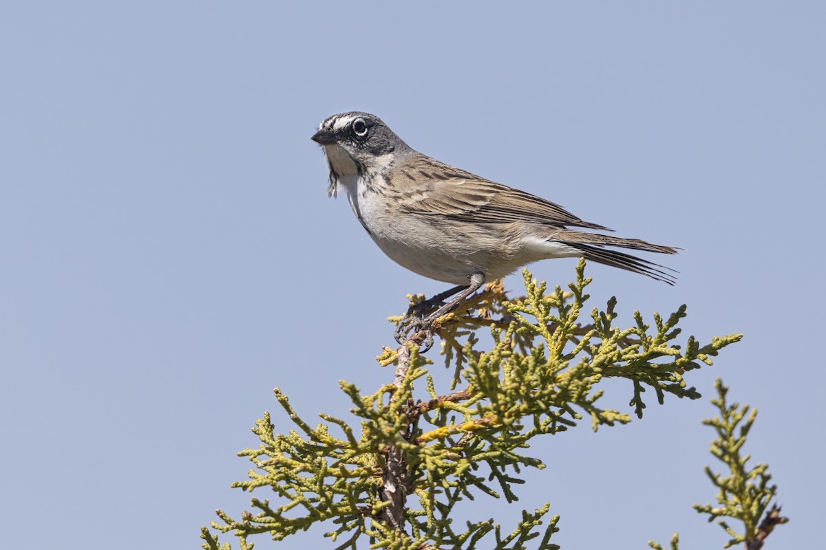 Sagebrush Sparrow - ML646421984