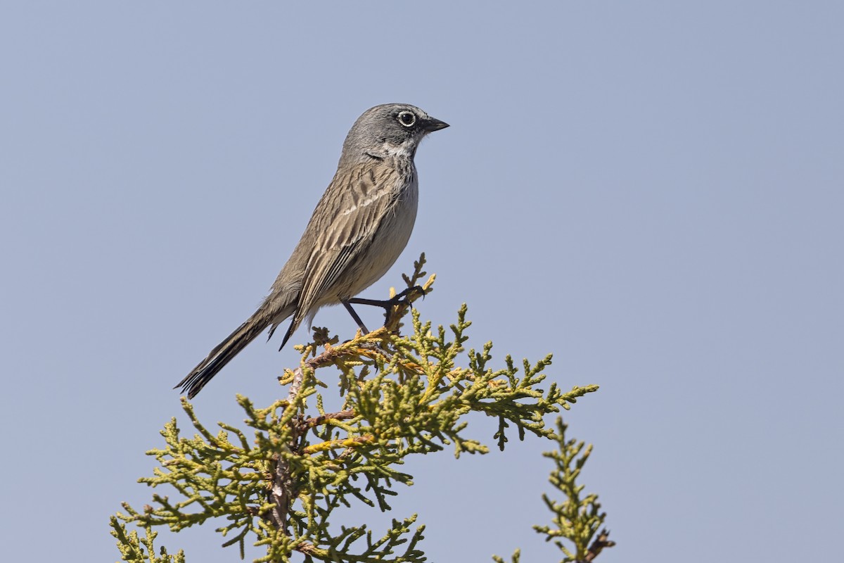 Sagebrush Sparrow - ML646421985