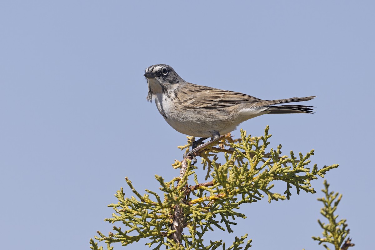 Sagebrush Sparrow - ML646421986